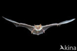 Mouse-eared Bat (Myotis myotis)