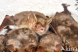 Mouse-eared Bat (Myotis myotis)