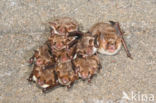 Mouse-eared Bat (Myotis myotis)