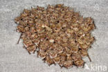 Vale vleermuis (Myotis myotis)