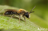 Andrena helvola