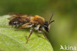 Andrena helvola