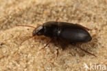 Variabele Kruiper (Harpalus anxius)