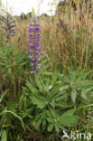 Vaste lupine (Lupinus polyphyllus)