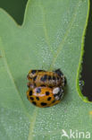 Veelkleurig aziatisch lieveheersbeestje (Harmonia axyridis)