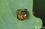 Multicoloured Asian Ladybird (Harmonia axyridis)