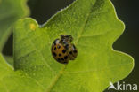 Veelkleurig aziatisch lieveheersbeestje (Harmonia axyridis)