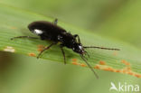 Veenmossnelloper (Agonum gracile)