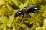 Pterostichus aterrimus