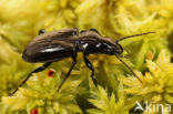 Pterostichus aterrimus