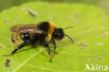 Vierkleurige koekoekshommel (Bombus sylvestris)