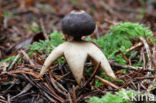 Four-Footed Earthstar (Geastrum quadrifidum)