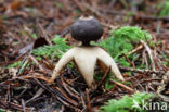 Four-Footed Earthstar (Geastrum quadrifidum)