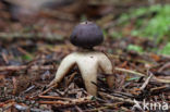 Four-Footed Earthstar (Geastrum quadrifidum)