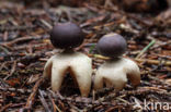 Four-Footed Earthstar (Geastrum quadrifidum)