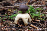 Four-Footed Earthstar (Geastrum quadrifidum)