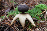 Four-Footed Earthstar (Geastrum quadrifidum)