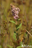 Viltige spirea (Spiraea tomentosa)