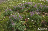 Bulbous Corydalis (Corydalis solida)