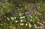 Vingerhelmbloem (Corydalis solida)