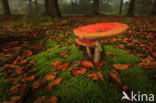 Vliegenzwam (Amanita muscaria)