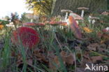 Fly agaric (Amanita muscaria)