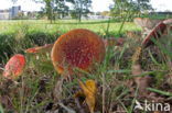 Fly agaric (Amanita muscaria)