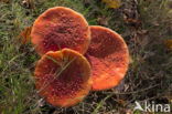 Vliegenzwam (Amanita muscaria)