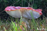 Vliegenzwam (Amanita muscaria)