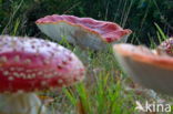 Vliegenzwam (Amanita muscaria)