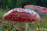 Vliegenzwam (Amanita muscaria)