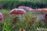 Fly agaric (Amanita muscaria)