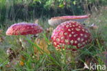 Vliegenzwam (Amanita muscaria)