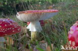 Vliegenzwam (Amanita muscaria)