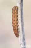 Lesser Yellow Underwing (Noctua comes)