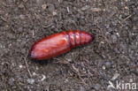 Lesser Yellow Underwing (Noctua comes)