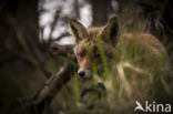 Fox (Vulpes vulpes)