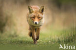 Fox (Vulpes vulpes)