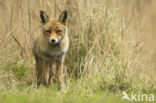 Fox (Vulpes vulpes)