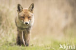 Fox (Vulpes vulpes)