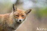 Fox (Vulpes vulpes)