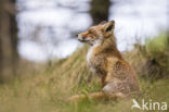 Fox (Vulpes vulpes)