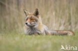 Fox (Vulpes vulpes)