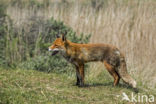 Fox (Vulpes vulpes)