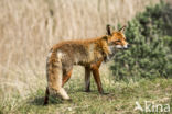 Fox (Vulpes vulpes)