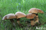 Vroeg eekhoorntjesbrood (Boletus reticulatus)