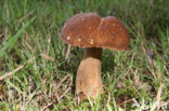 Boletus reticulatus