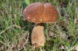 Boletus reticulatus