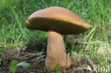 Vroeg eekhoorntjesbrood (Boletus reticulatus)