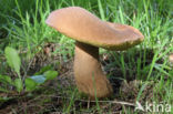 Vroeg eekhoorntjesbrood (Boletus reticulatus)